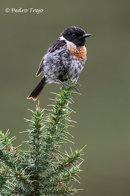 Tarabilla común (Saxicola torquata)